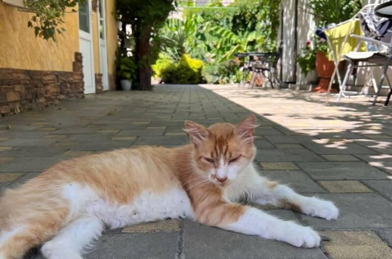 Гостевой дом «Свит»