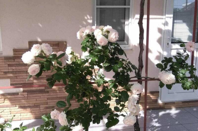 Гостевой дом «Светлана»