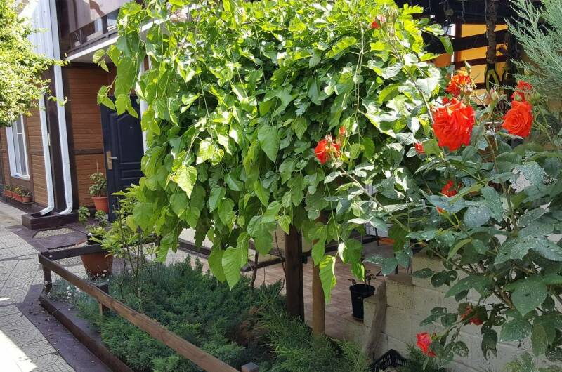 Гостевой дом «Лада»