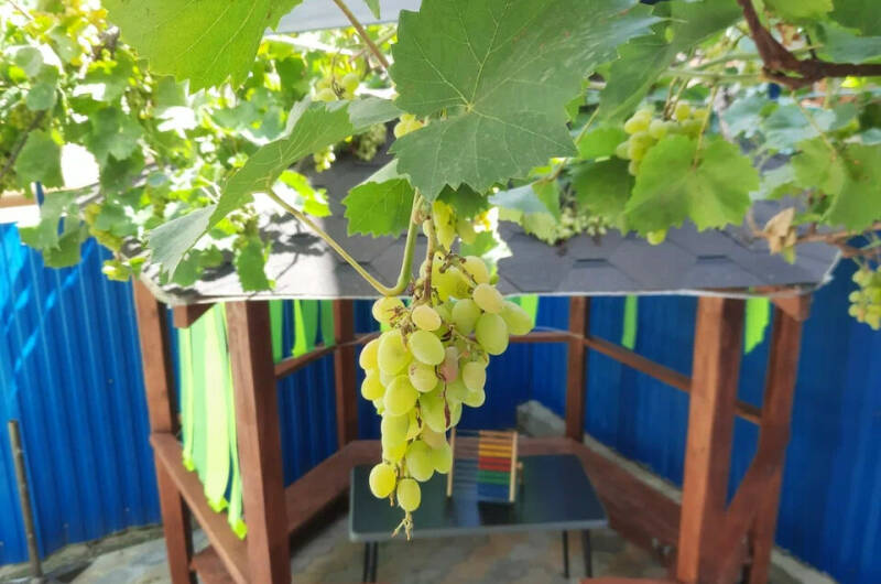 Гостевой дом «Афалина»