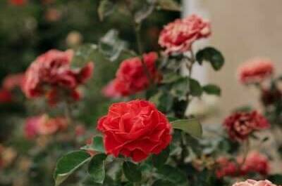 Гостевой дом «Солнечная орхидея»