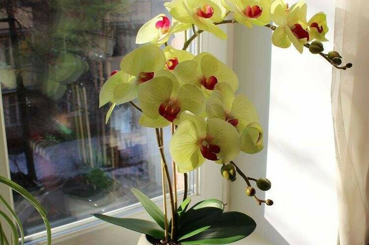 Гостевой дом «Солнечная орхидея»